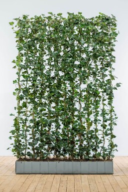 Klimop / Hedera Hibernica 200 cm