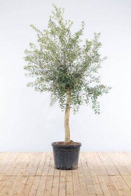 Olijfboom / Olea Europaea op stam 150-175 cm