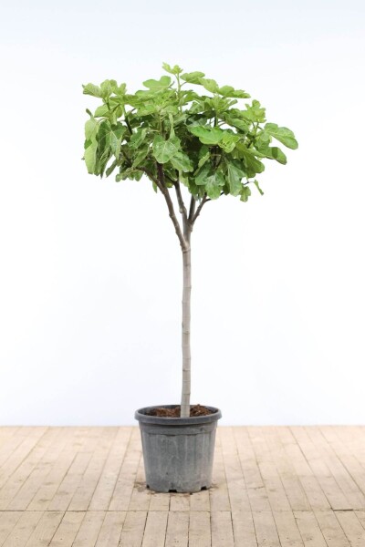 Vijgenboom / Ficus Carica op stam 80-100 cm