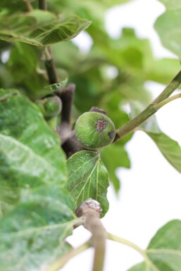 Vijgenboom / Ficus Carica op stam 80-100 cm