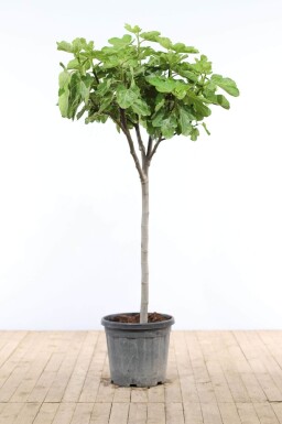 Vijgenboom / Ficus Carica op stam 150-175 cm