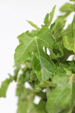 Vijgenboom / Ficus Carica op stam 150-175 cm