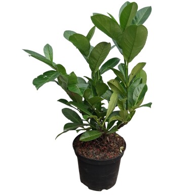 Laurierkers / Prunus Laurocerasus Rotundifolia 40-60 cm