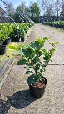 Laurierkers / Prunus Laurocerasus Rotundifolia 40-60 cm