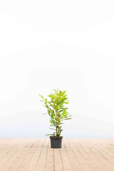 Laurierkers / Prunus Laurocerasus Rotundifolia 40-60 cm