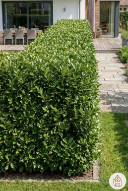 Laurierkers / Prunus Laurocerasus Rotundifolia 40-60 cm