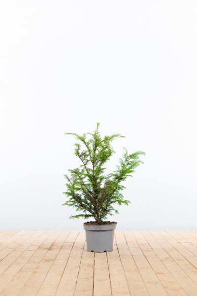 Taxus baccata haag 40-60 cm - Pot