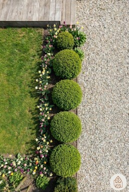 Buksbomen / Buxusbol 50-60 cm - Pot
