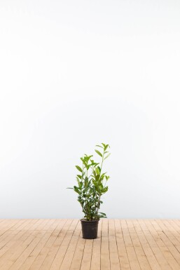 Laurierkers / Prunus Laurocerasus Caucasica 60-80 cm - Pot