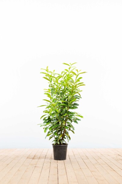 Laurierkers / Prunus Laurocerasus Genolia 80-100 cm - Pot