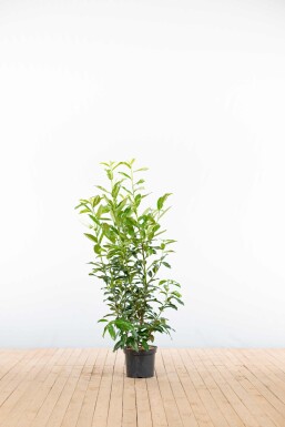 Laurierkers / Prunus Laurocerasus Genolia 100-125 cm - Pot