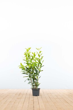 Laurierkers / Prunus Laurocerasus Herbergii 60-80 cm - Pot