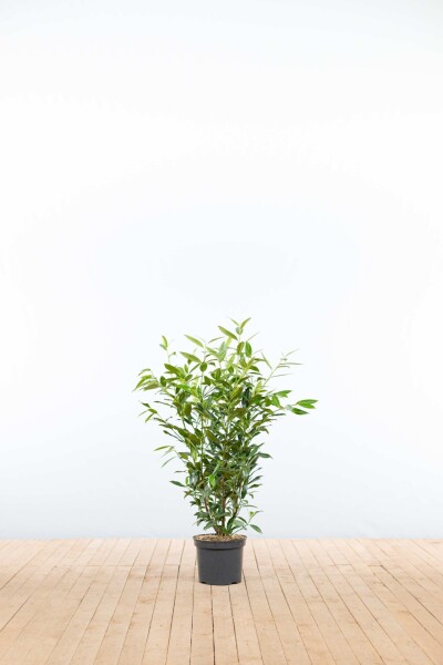 Laurierkers / Prunus Laurocerasus Herbergii 80-100 cm - Pot