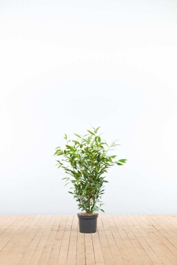 Laurierkers / Prunus Laurocerasus Herbergii 80-100 cm - Pot