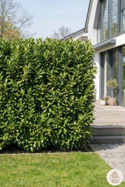 Laurierkers / Prunus Laurocerasus Novita 60-80 cm - Pot