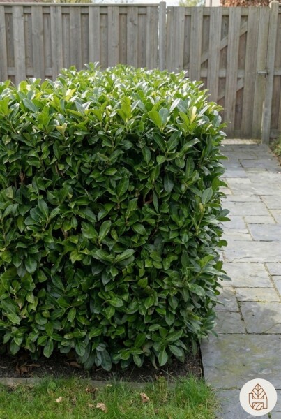 Laurierkers / Prunus Laurocerasus Otto Luyken 30-40 cm - Pot