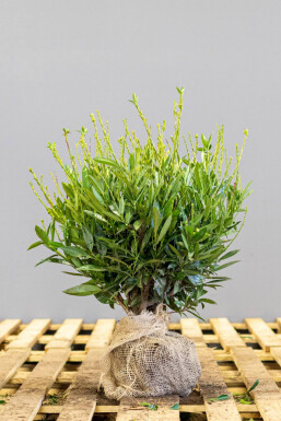 Laurierkers / Prunus Laurocerasus Otto Luyken 30-40 cm - Pot