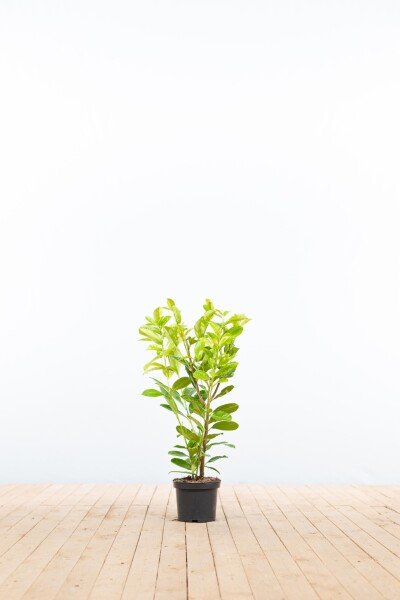 Laurierkers / Prunus Laurocerasus Rotundifolia 60-80 cm - Pot