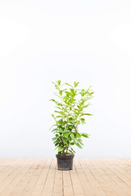 Laurierkers / Prunus Laurocerasus Rotundifolia 80-100 cm - Pot