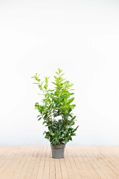 Laurierkers / Prunus Laurocerasus Rotundifolia 100-125 cm - Pot