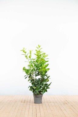Laurierkers / Prunus Laurocerasus Rotundifolia 100-125 cm - Pot