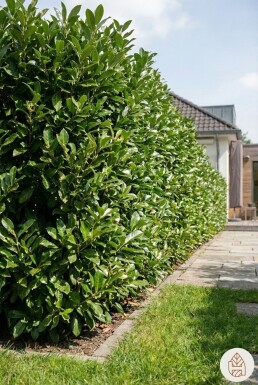 Laurierkers / Prunus Laurocerasus Rotundifolia 100-125 cm - Pot