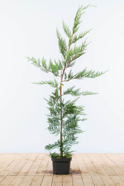 Cipres / Leyland Cupressocyparis Leylandii 125-150 cm - Pot