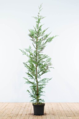 Cipres / Leyland Cupressocyparis Leylandii 150-175 cm - Pot