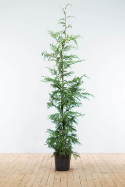 Cipres / Leyland Cupressocyparis Leylandii 175-200 cm - Pot