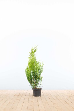 Thuja Plicata Atrovirens 60-80 cm - Pot