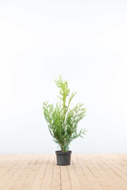 Thuja Plicata Atrovirens 80-100 cm - Pot