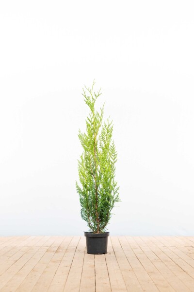 Thuja Plicata Atrovirens 100-125 cm - Pot