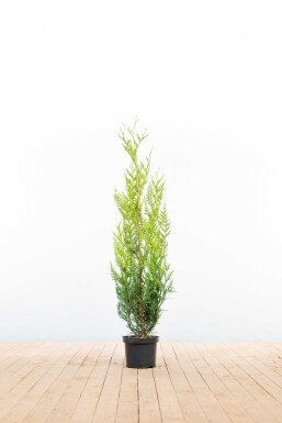 Thuja Plicata Atrovirens 100-125 cm - Pot