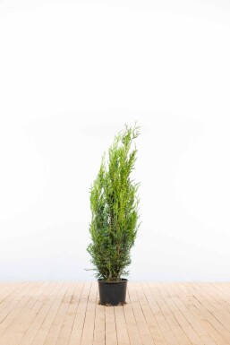Thuja Plicata Atrovirens 125-150 cm - Pot