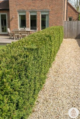 Thuja Plicata Atrovirens 125-150 cm - Pot
