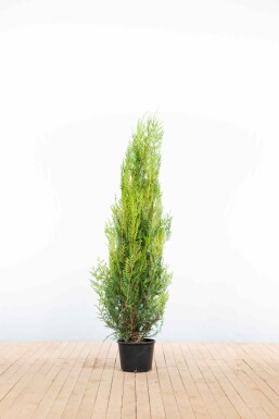 Thuja Plicata Atrovirens 150-175 cm - Pot