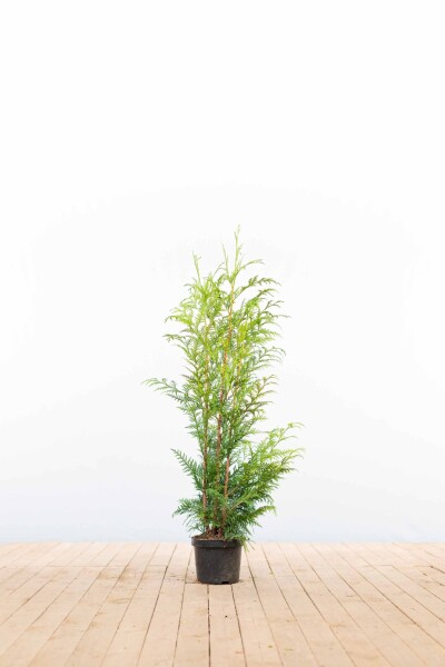Thuja Plicata Excelsa 80-100 cm - Pot
