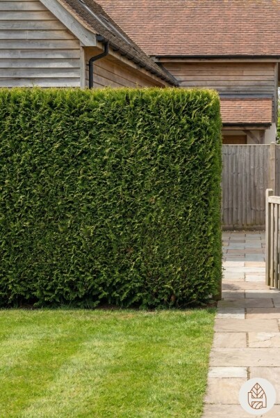 Thuja Plicata Excelsa 100-125 cm - Pot