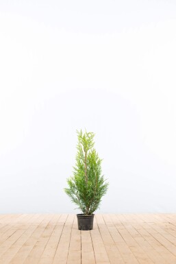Thuja Plicata Martin 60-80 cm - Pot