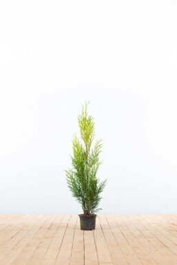 Thuja Plicata Martin 80-100 cm - Pot
