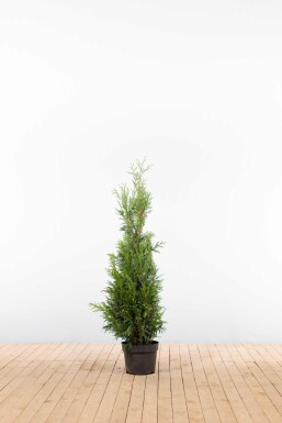 Thuja Plicata Martin 100-125 cm - Pot