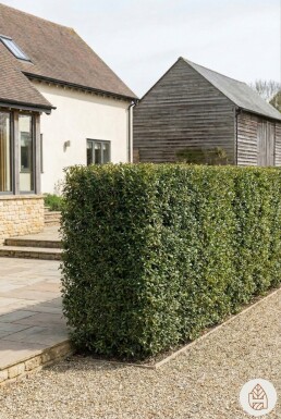 Schijnhulst / Osmanthus Burkwoodii 40-60 cm - Pot