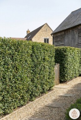Schijnhulst / Osmanthus Burkwoodii 60-80 cm - Pot