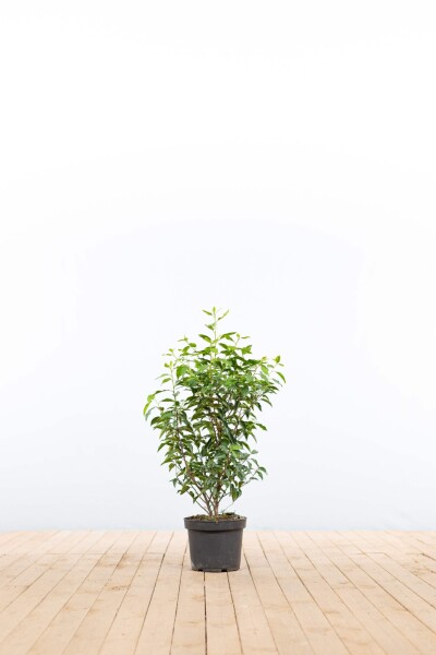Laurierkers / Portugese Laurier Prunus Lusitanica Angustifolia 60-80 cm - Pot