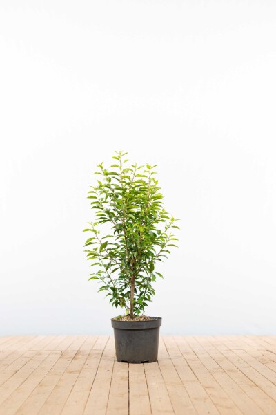 Laurierkers / Portugese Laurier Prunus Lusitanica Angustifolia 80-100 cm - Pot
