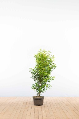 Laurierkers / Portugese Laurier Prunus Lusitanica Angustifolia 100-125 cm - Pot