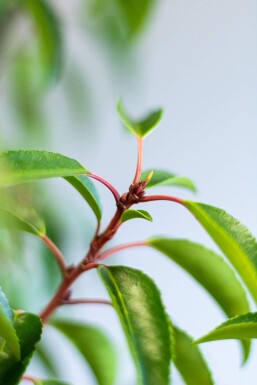Laurierkers / Portugese Laurier Prunus Lusitanica Angustifolia 125-150 cm - Pot