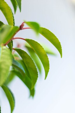 Laurierkers / Portugese Laurier Prunus Lusitanica Angustifolia 125-150 cm - Pot