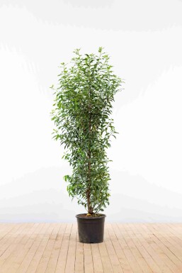 Laurierkers / Portugese Laurier Prunus Lusitanica Angustifolia 150-175 cm - Pot