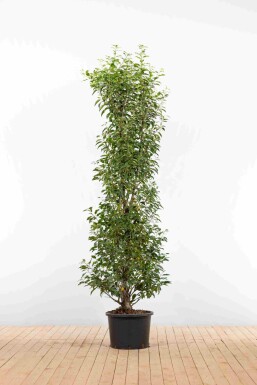 Laurierkers / Portugese Laurier Prunus Lusitanica Angustifolia 175-200 cm - Pot